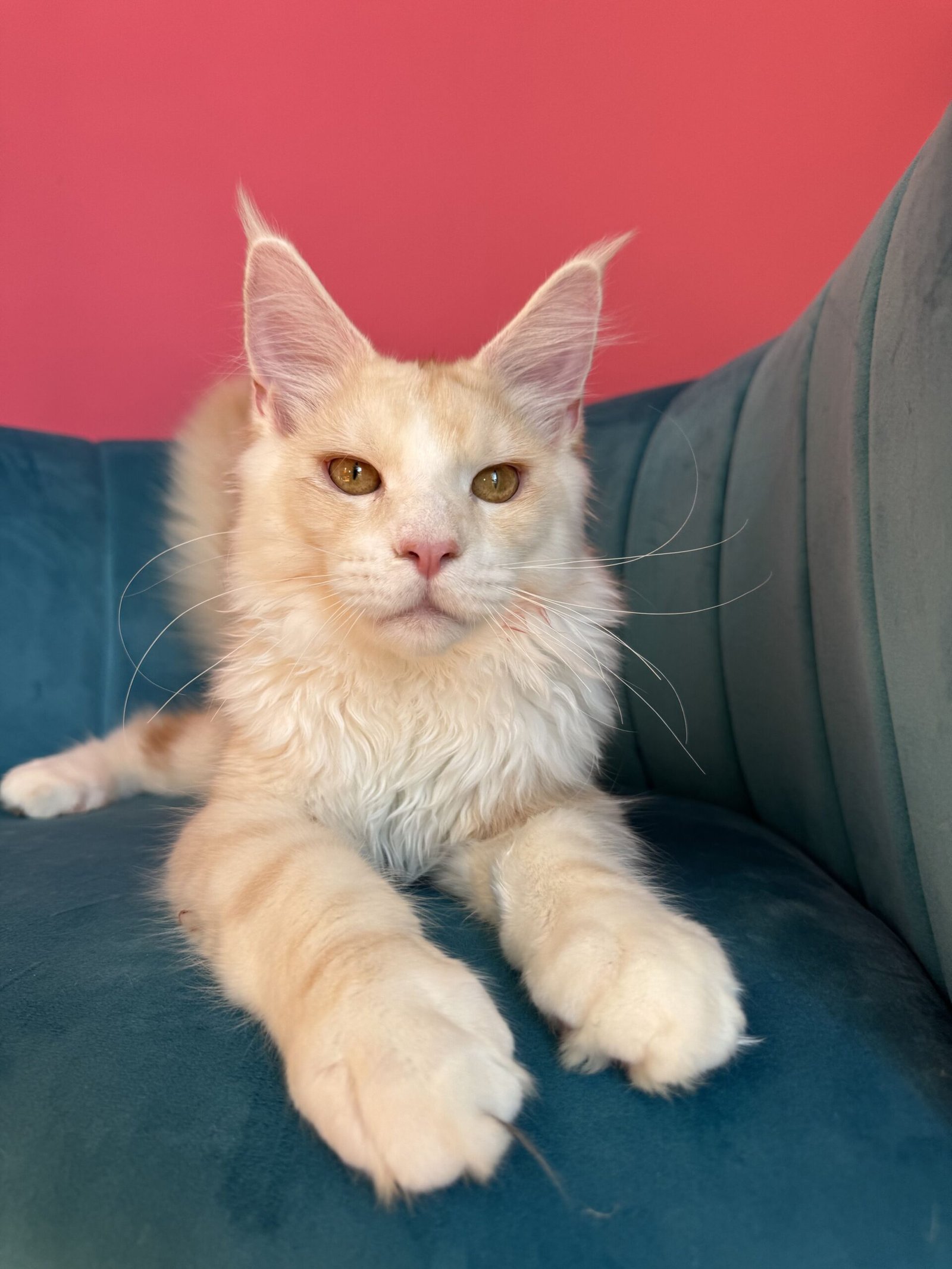 Aurelius – Cream Male Maine Coon Kitten Available in the UK Maine Coon kitten photograph 17