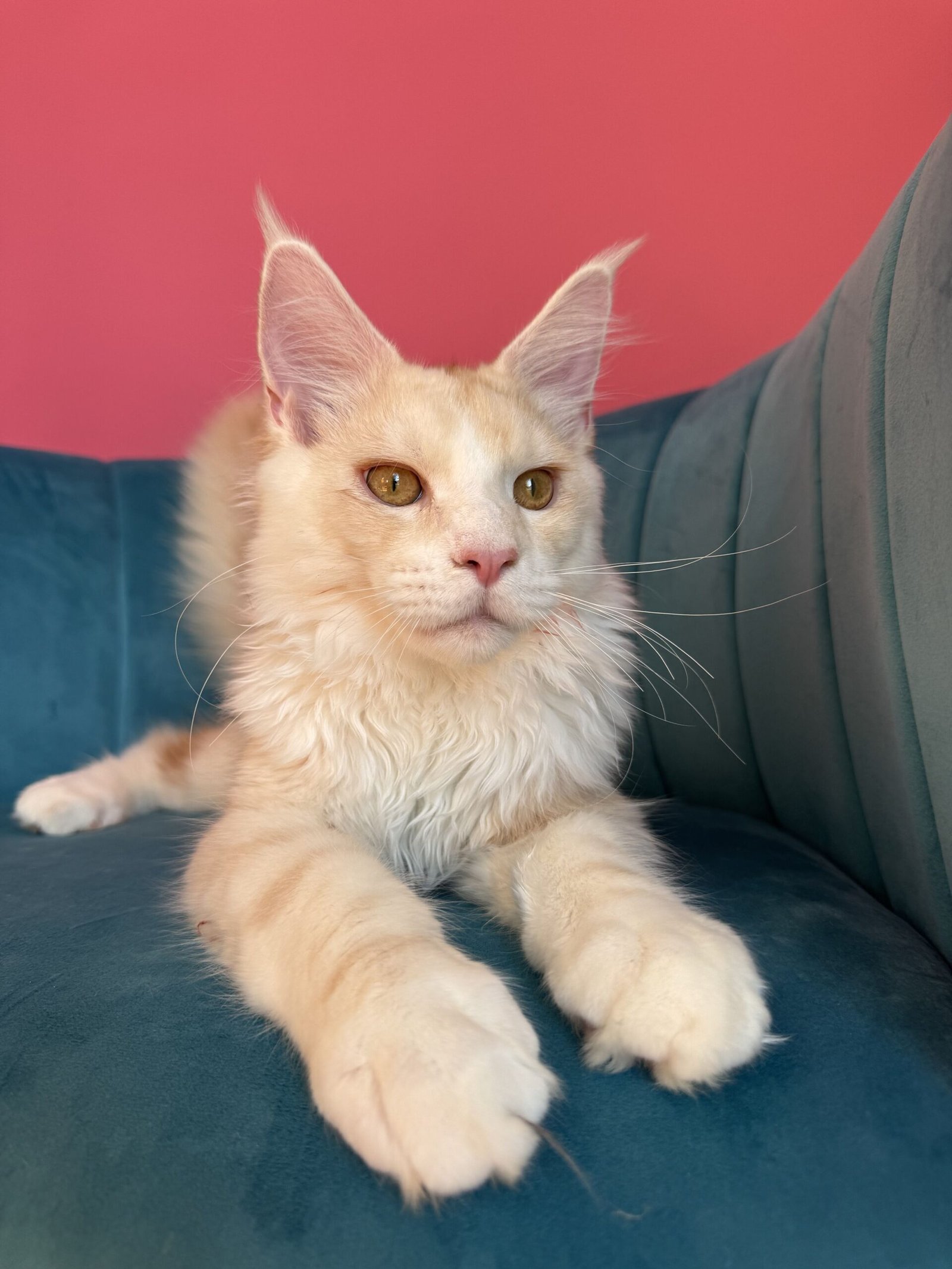Aurelius – Cream Male Maine Coon Kitten Available in the UK Maine Coon kitten photograph 18