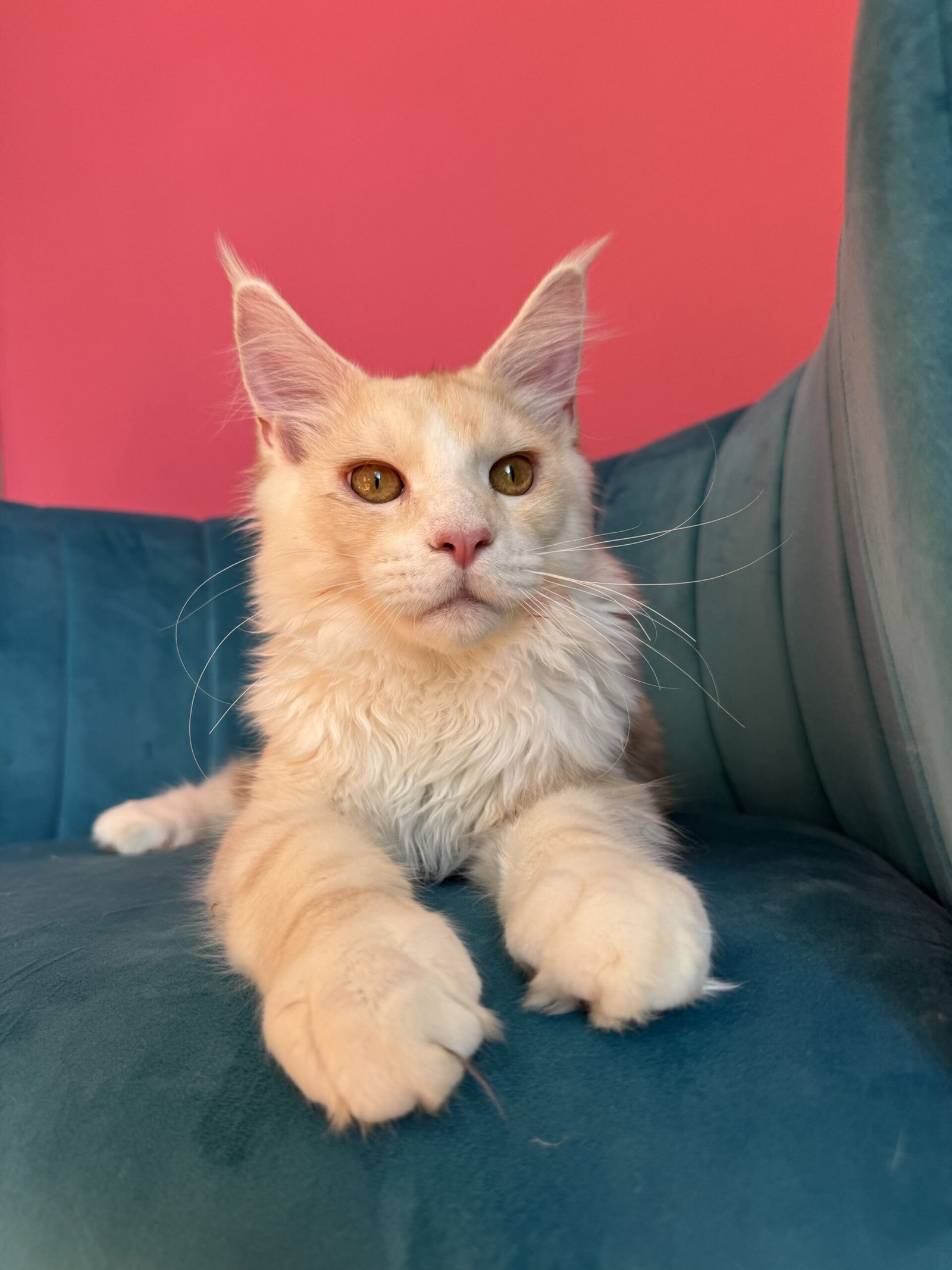 Aurelius – Cream Male Maine Coon Kitten Available in the UK Maine Coon kitten photograph 19