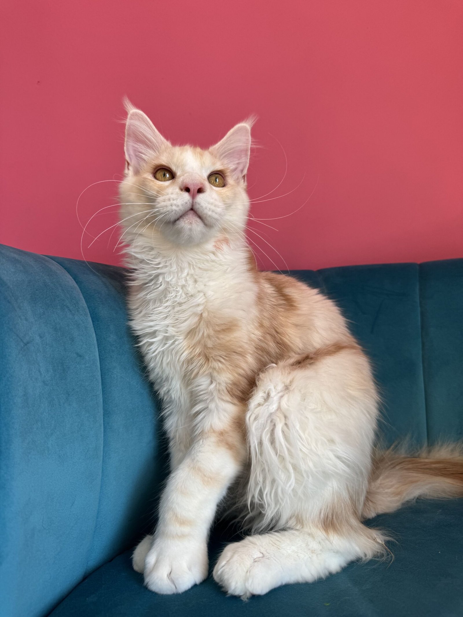 Aurelius – Cream Male Maine Coon Kitten Available in the UK Maine Coon kitten photograph 20