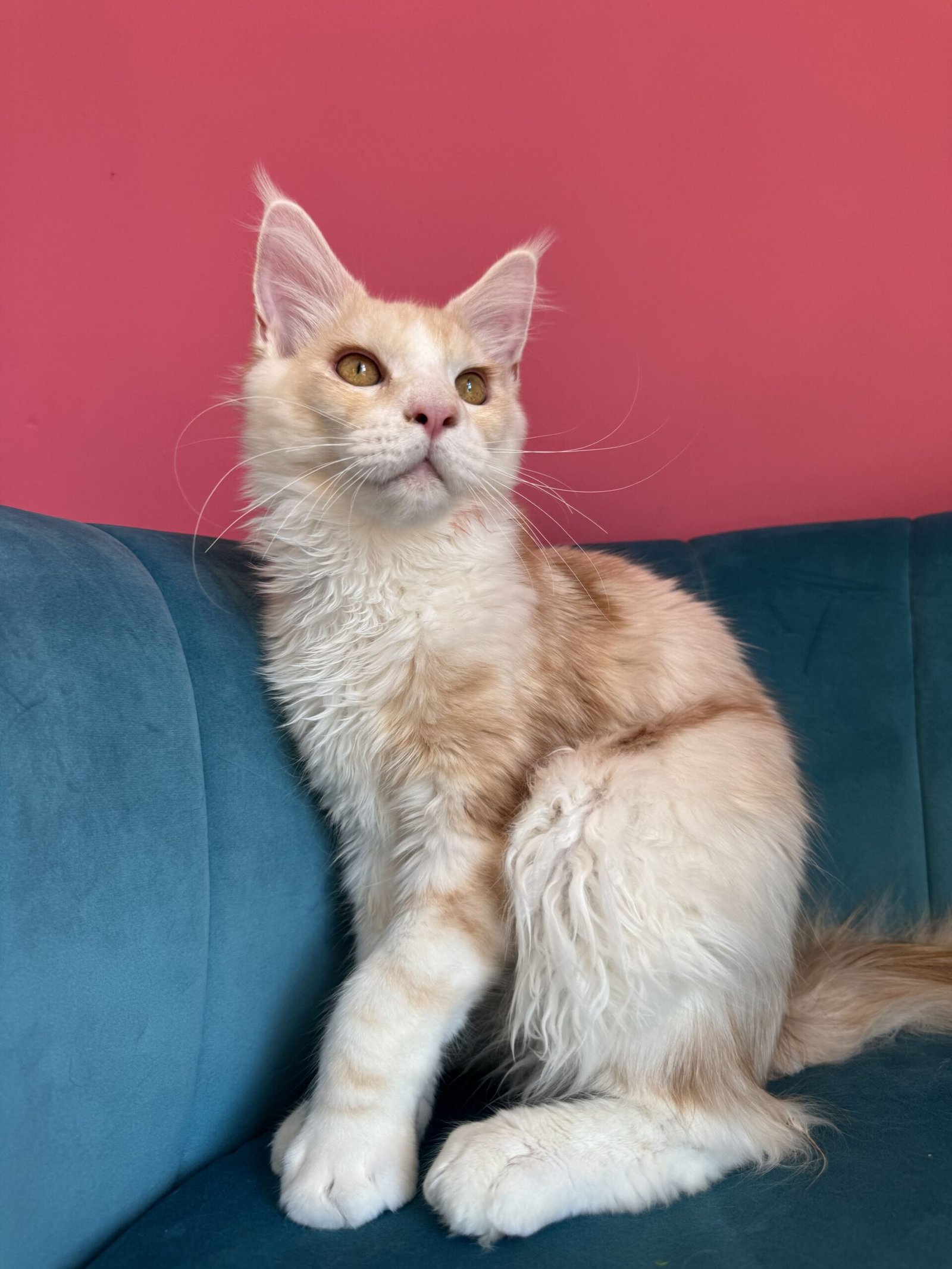 Aurelius – Cream Male Maine Coon Kitten Available in the UK Maine Coon kitten photograph 21