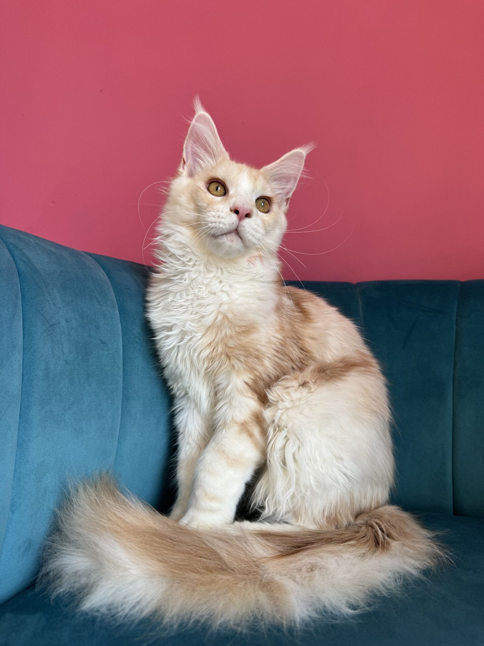 Aurelius – Cream Male Maine Coon Kitten Available in the UK Maine Coon kitten photograph 22