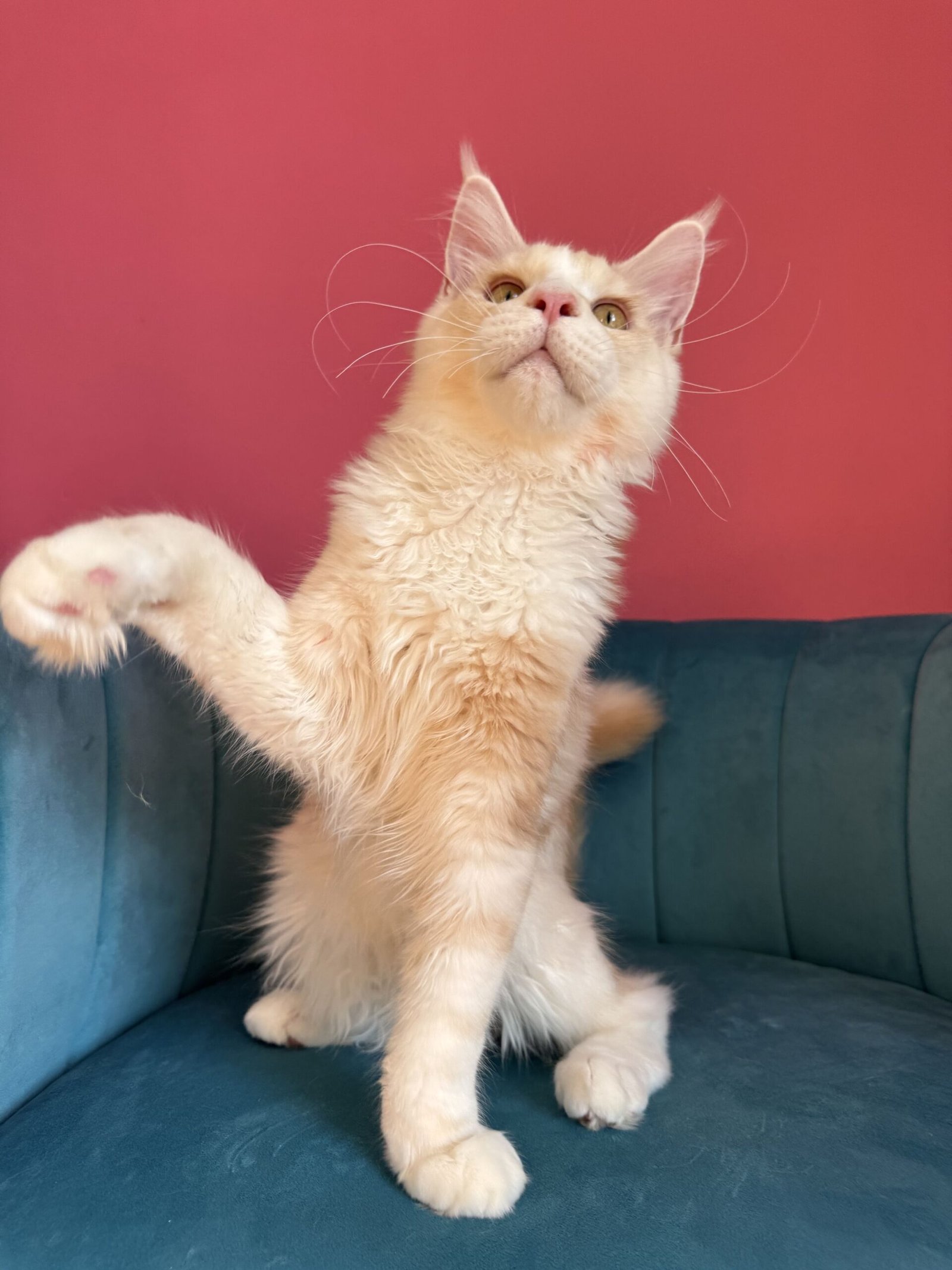 Aurelius – Cream Male Maine Coon Kitten Available in the UK Maine Coon kitten photograph 23