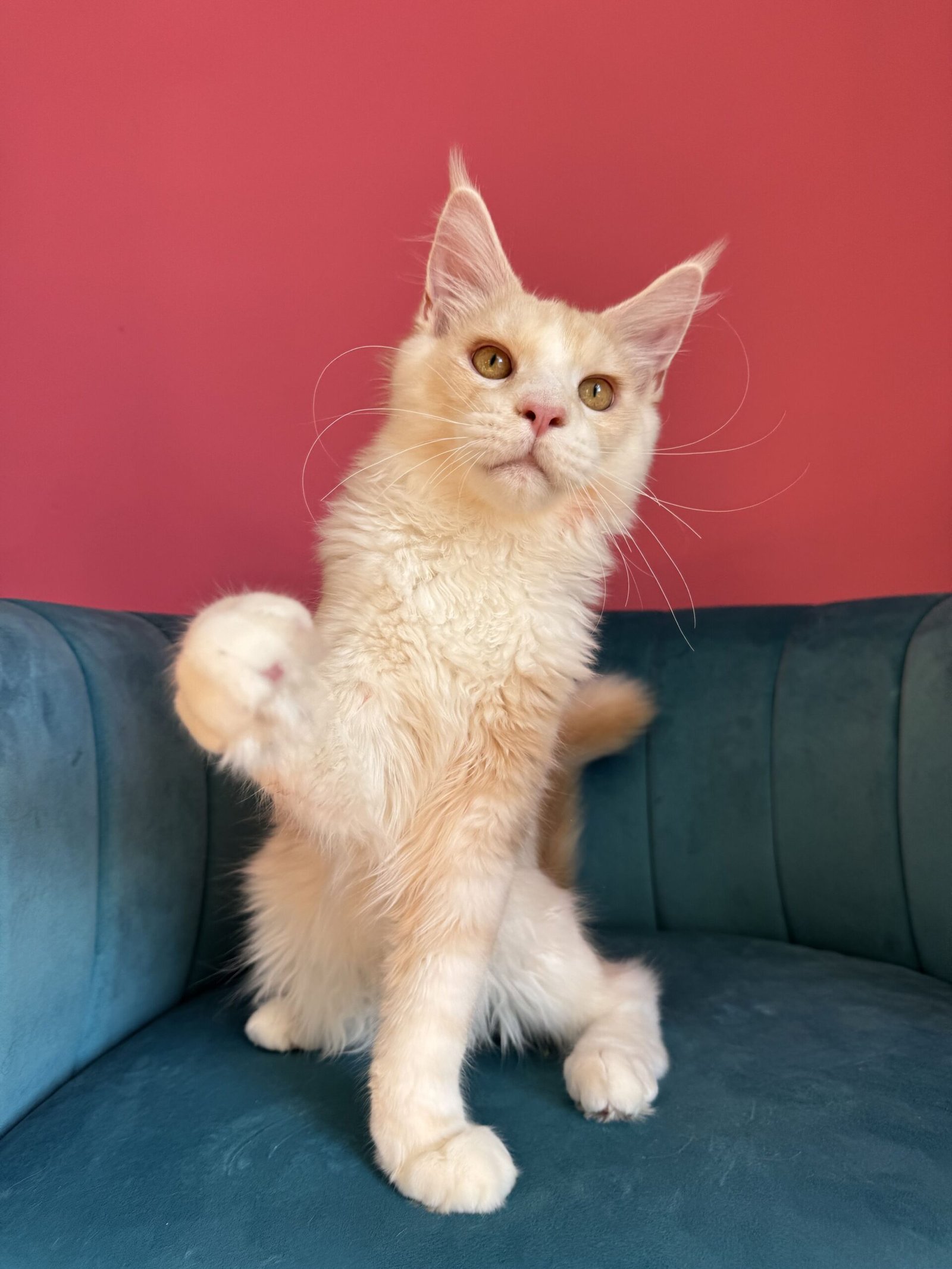 Aurelius – Cream Male Maine Coon Kitten Available in the UK Maine Coon kitten photograph 24