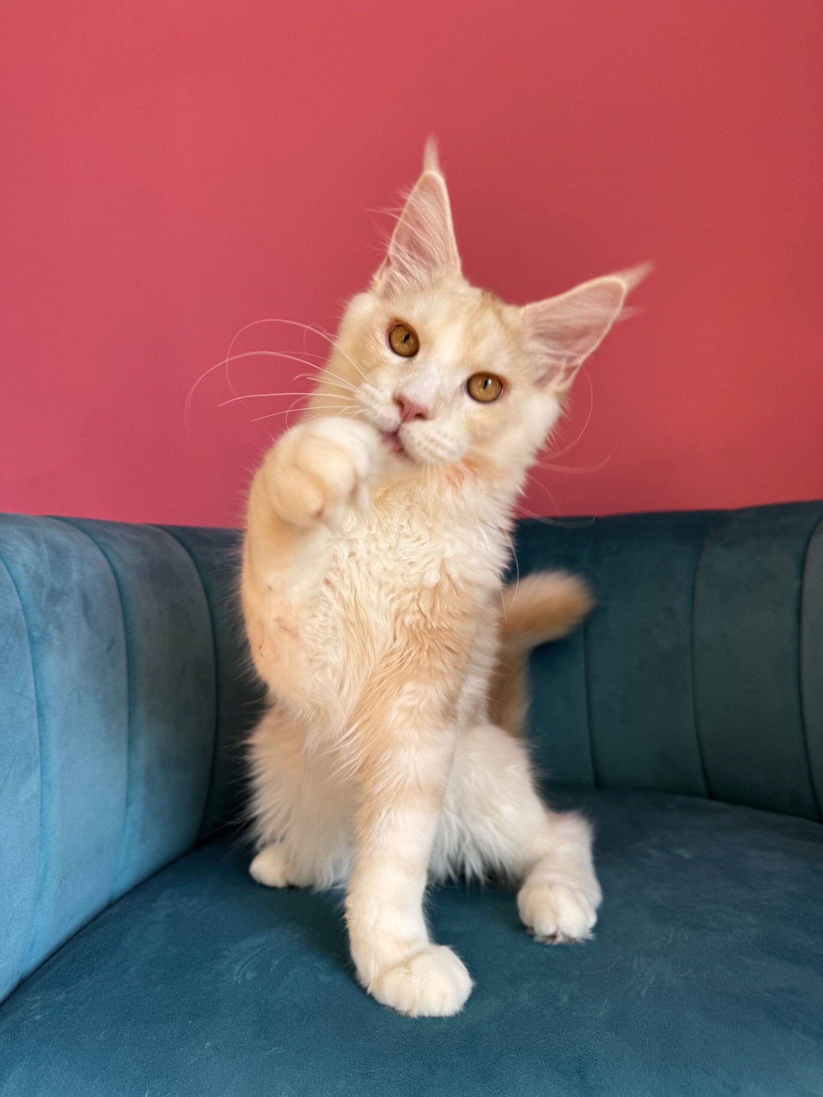Aurelius – Cream Male Maine Coon Kitten Available in the UK Maine Coon kitten photograph 25
