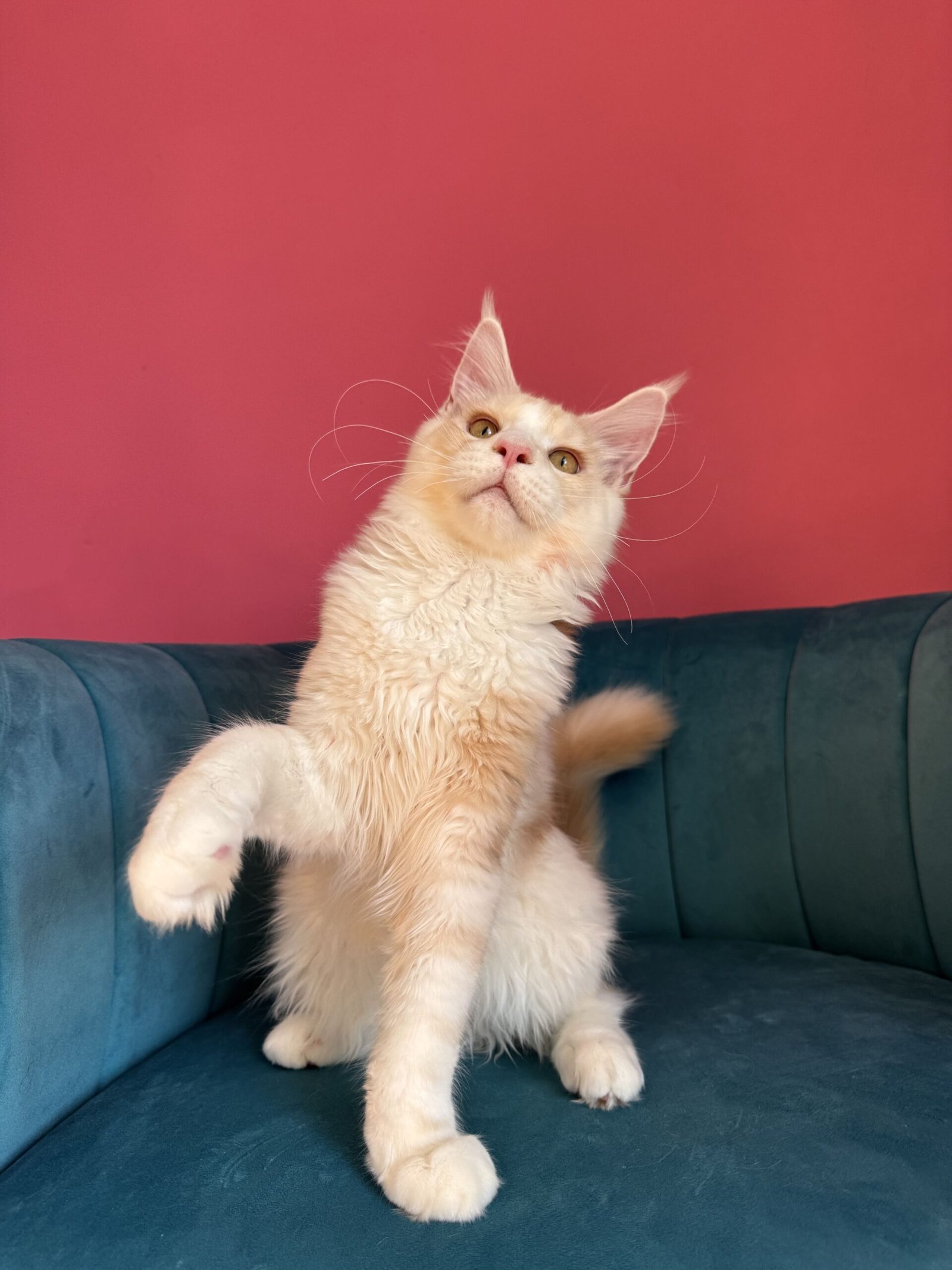 Aurelius – Cream Male Maine Coon Kitten Available in the UK Maine Coon kitten photograph 26