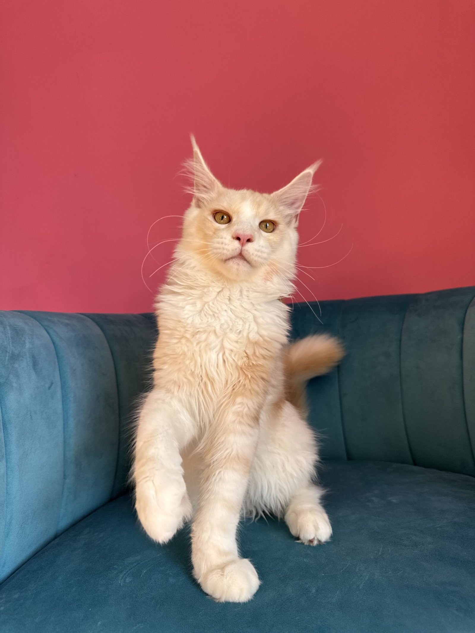 Aurelius – Cream Male Maine Coon Kitten Available in the UK Maine Coon kitten photograph 27