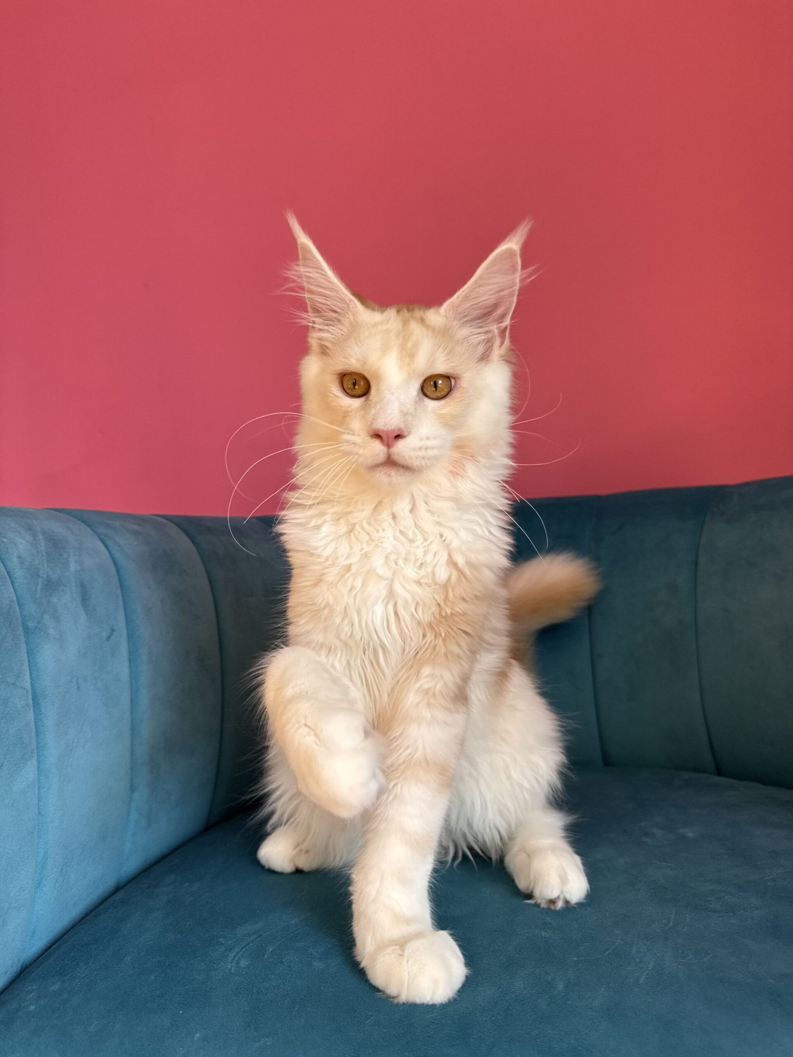 Aurelius – Cream Male Maine Coon Kitten Available in the UK Maine Coon kitten photograph 28
