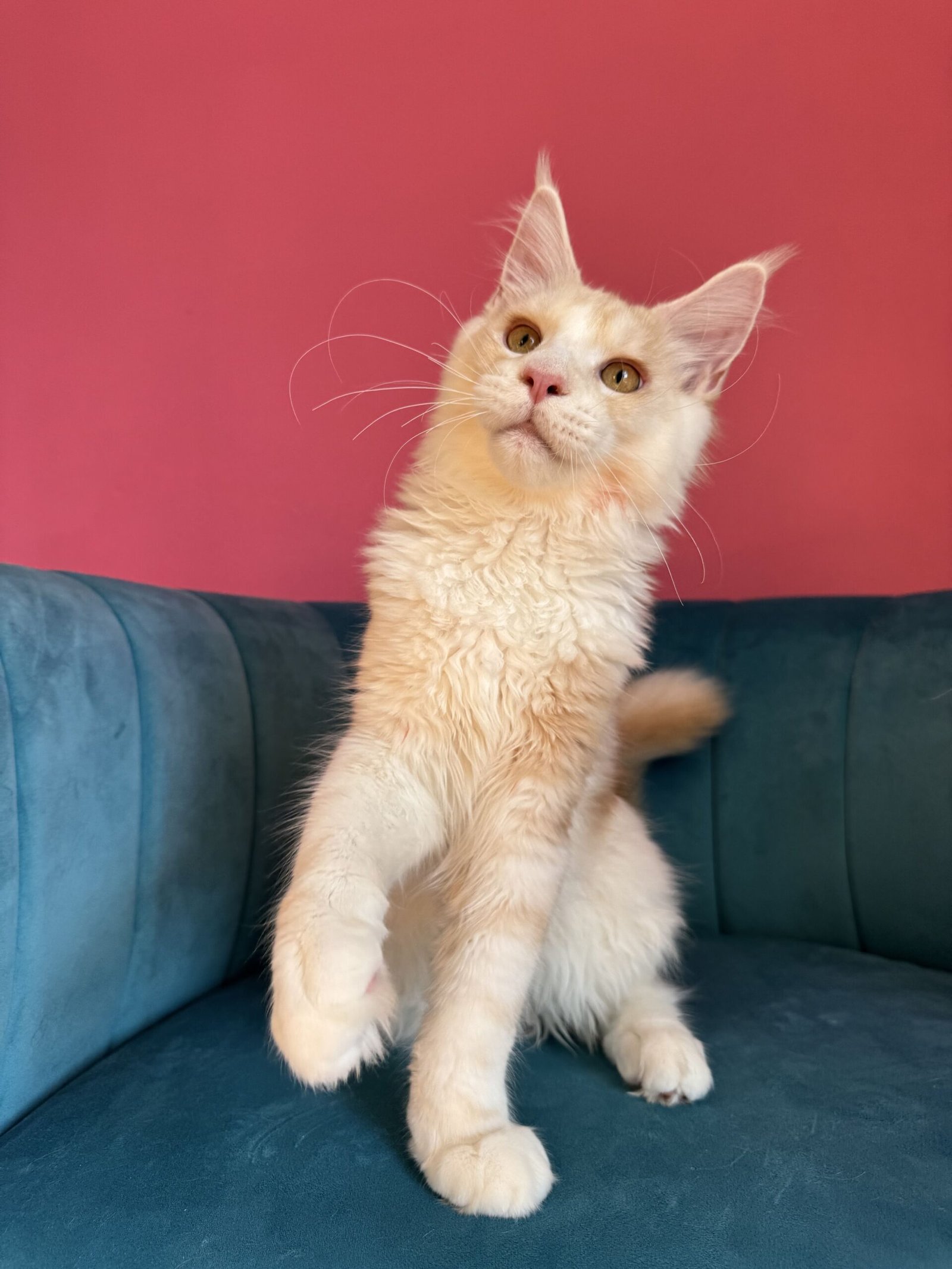 Aurelius – Cream Male Maine Coon Kitten Available in the UK Maine Coon kitten photograph 29